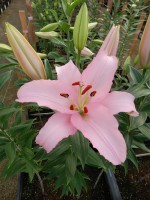 [4227 Rubiano No02.JPG]